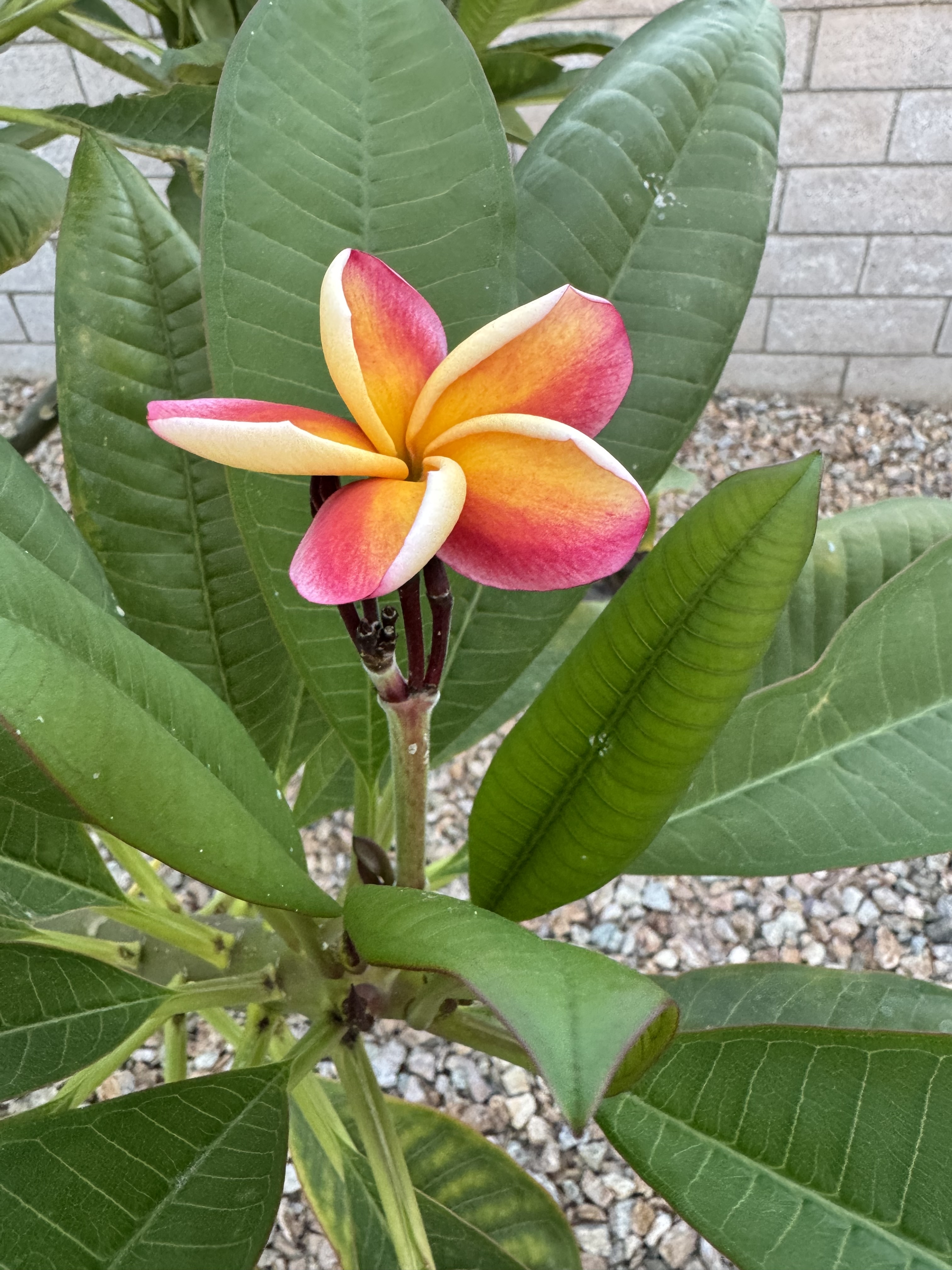 Plumeria flower